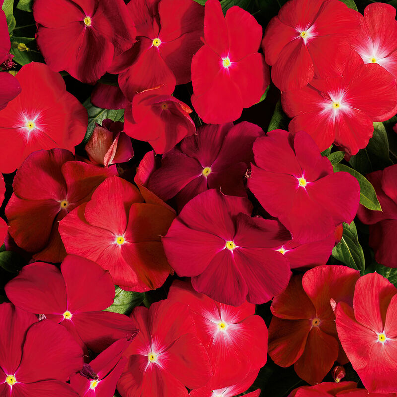 Miracle-Gro® Brilliant Blooms™ Cherry Vinca image number null