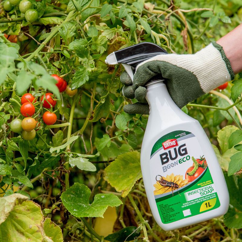 Savon insecticide prêt à l'emploi Ortho® Bug B Gon® ECO image number null