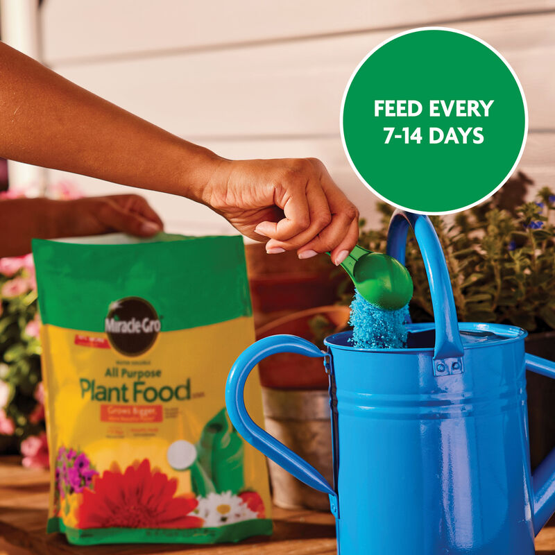 MiracleGro Water Soluble All Purpose Plant Food Miracle Gro