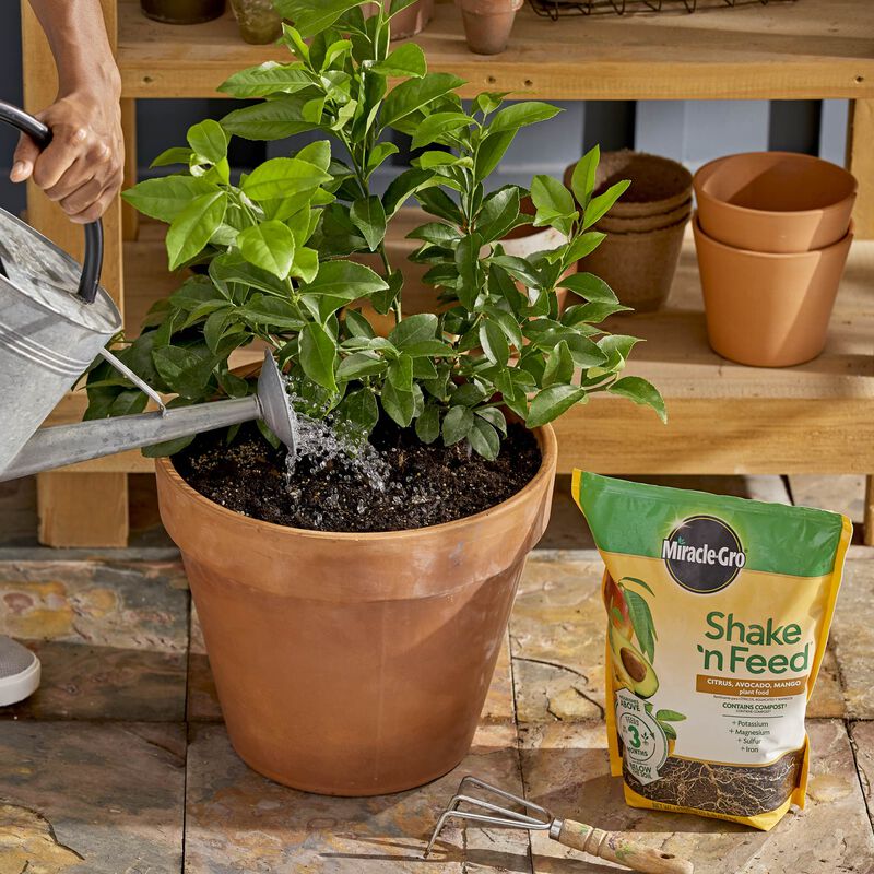 Miracle-Gro® Shake 'n Feed Citrus, Avocado and Mango Plant Food image number null