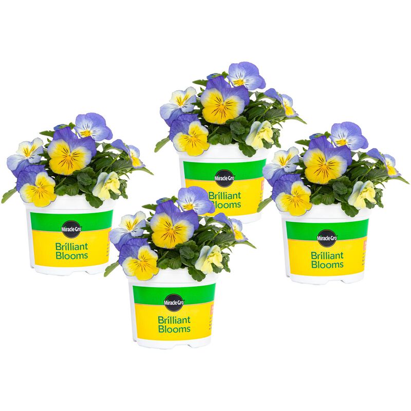 Miracle-Gro® Brilliant Blooms™ Pansy Blue & Yellow image number null
