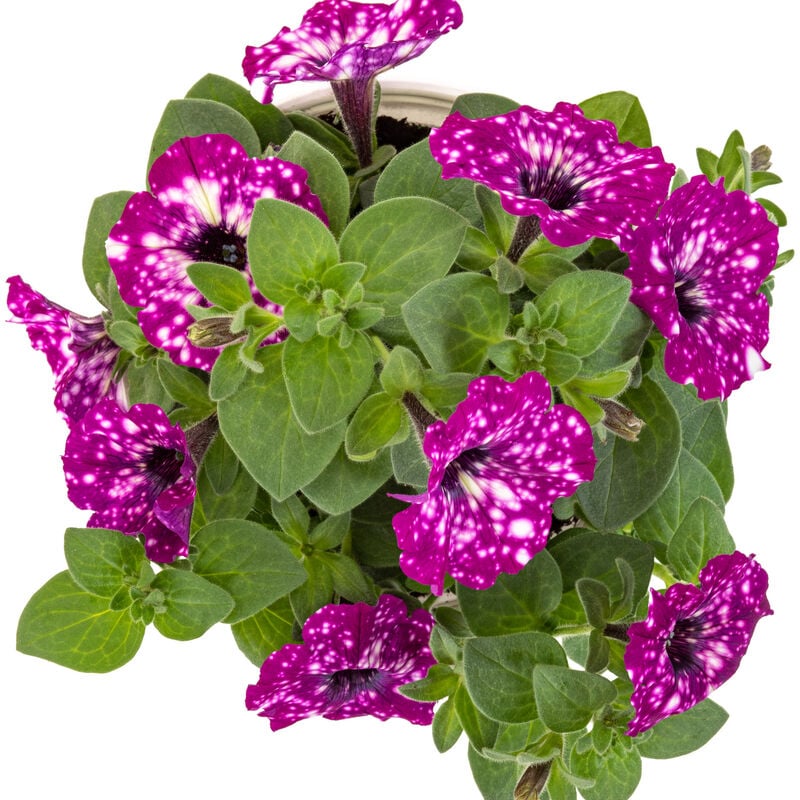 Miracle-Gro® Brilliant Blooms™ Electric Purple Sky Petunia image number null