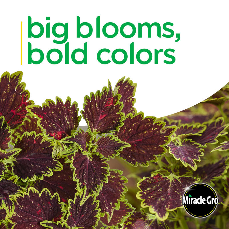 Miracle-Gro® Brilliant Blooms™ Bourbon Street Coleus image number null