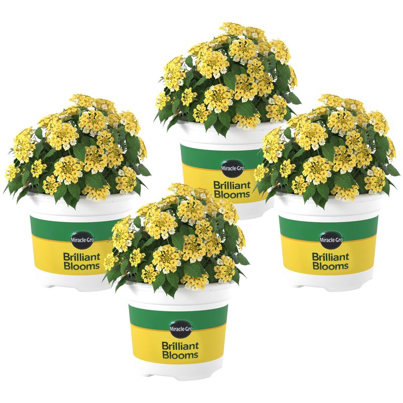 Miracle-Gro® Brilliant Blooms™ Lantana Lemon Zest image number null