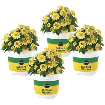 Miracle-Gro® Brilliant Blooms™ Lantana Lemon Zest