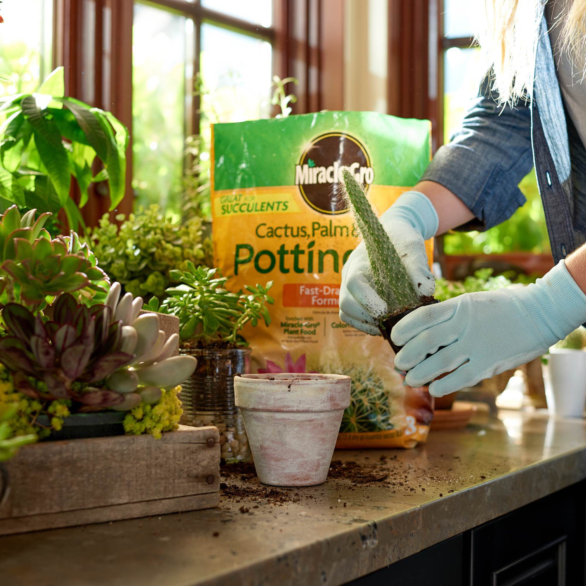 Miracle gro deals cactus soil