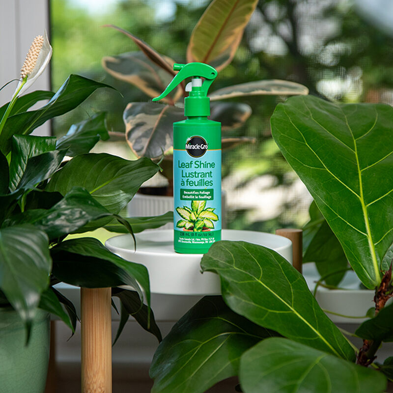 Miracle-Gro® Leaf Shine image number null