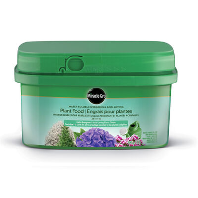 Engrais soluble dans l'eau pour plantes à feuilles persistantes et aux acides Miracle-Gro®