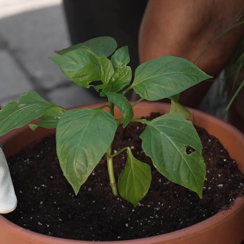 Terreau d'empotage pour légumes et fines herbes Miracle-Gro® Biologique image number null