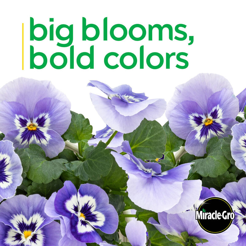 Miracle-Gro® Brilliant Blooms™ Marina Pansy image number null