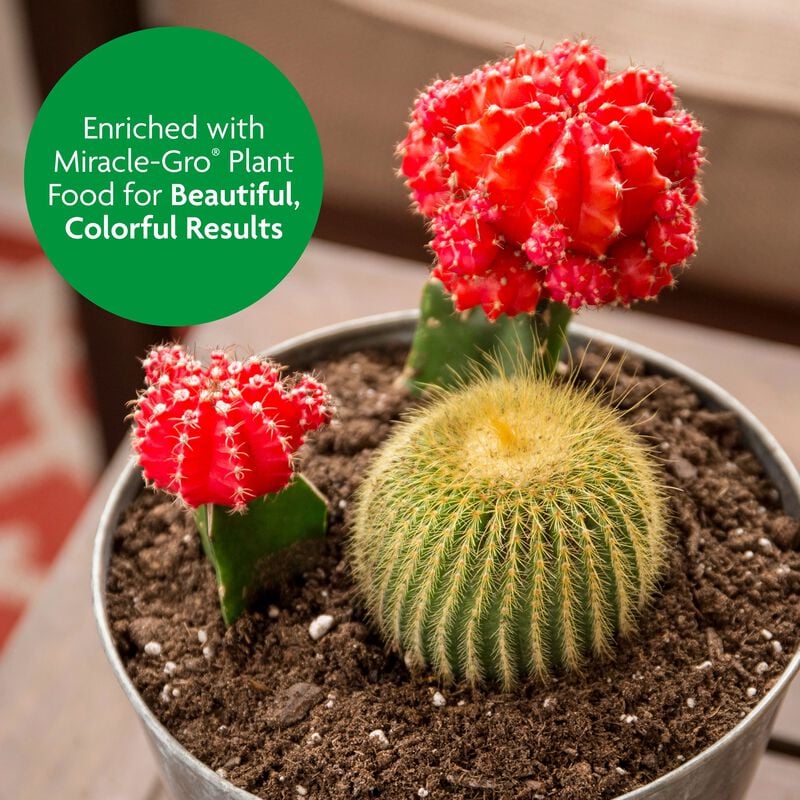 Miracle-Gro® Cactus, Palm & Citrus Potting Mix image number null