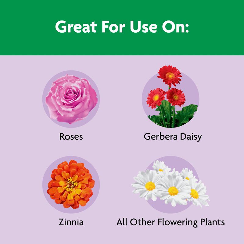 Miracle-Gro® Shake 'n Feed Rose & Bloom Plant Food image number null