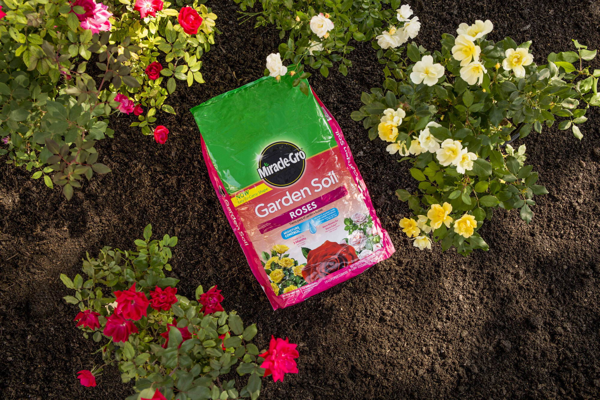 Miracle roses online