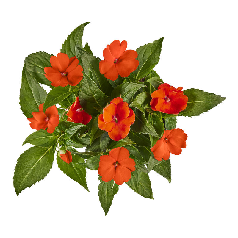 Miracle-Gro® Brilliant Blooms™ Electric Orange SunPatiens® image number null