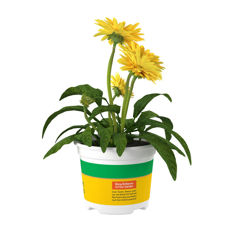 Miracle-Gro® Brilliant Blooms™ Gerbera Daisy Yellow Dark Center image number null