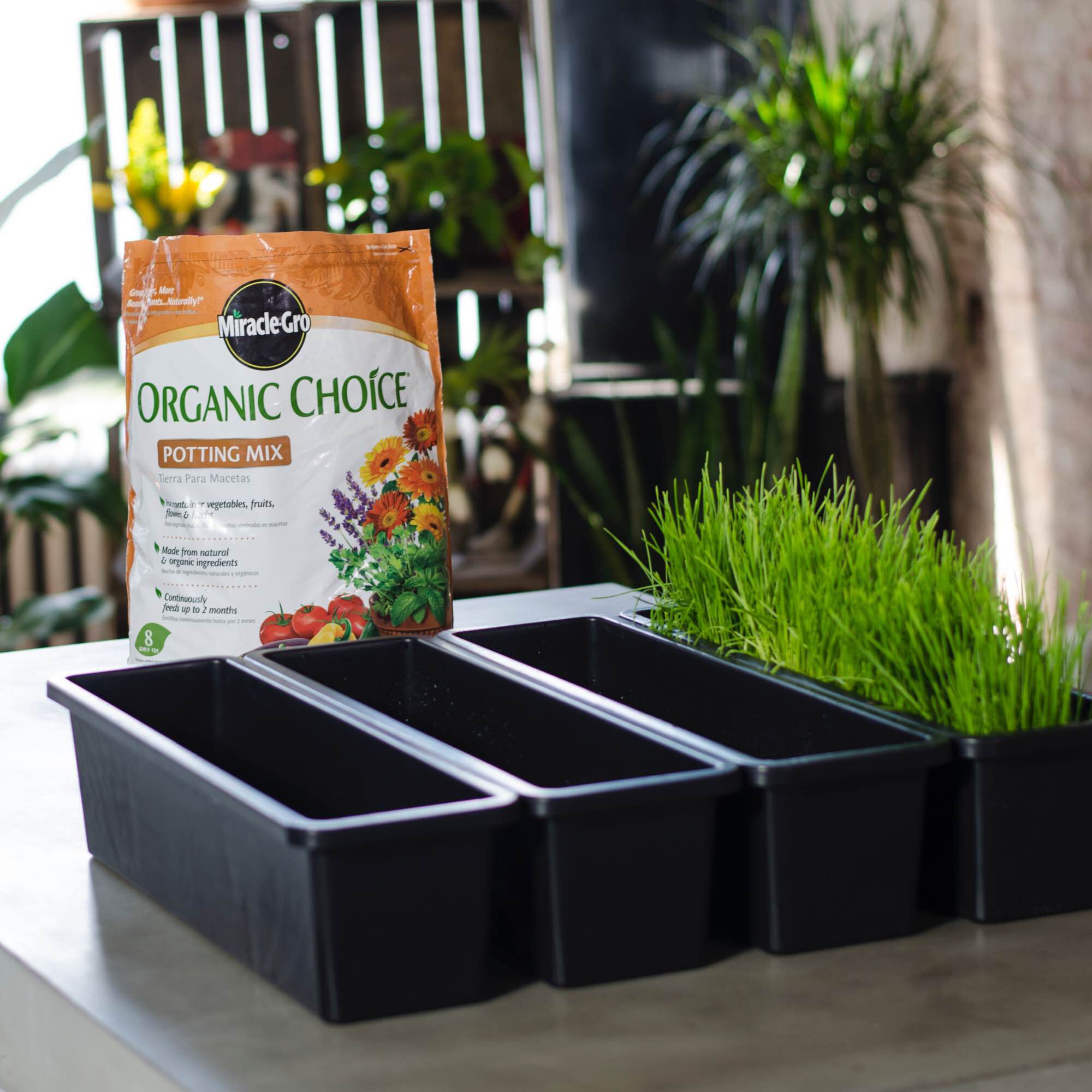 Miracle gro organic potting sale soil
