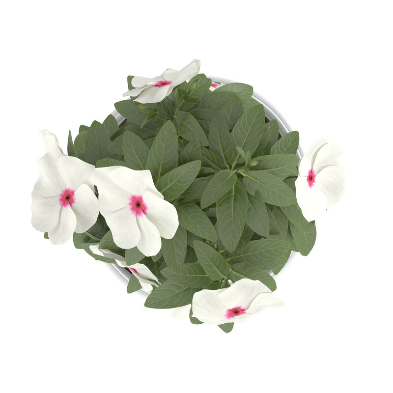 Miracle-Gro® Brilliant Blooms™ Polka Dot Vinca image number null