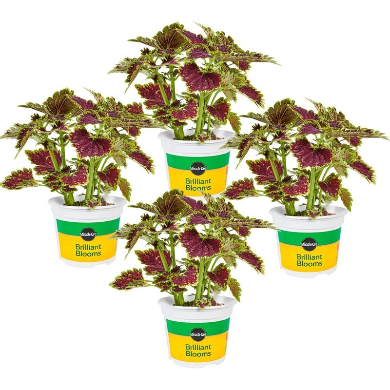 Miracle-Gro® Brilliant Blooms™ Bourbon Street Coleus image number null