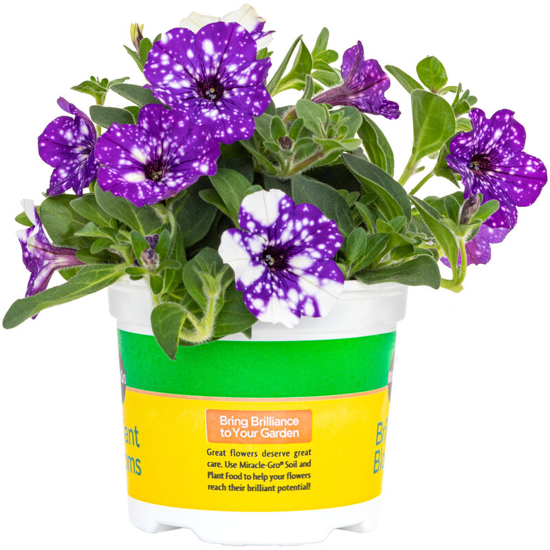 Miracle-Gro® Brilliant Blooms™ Petunia Night Sky image number null