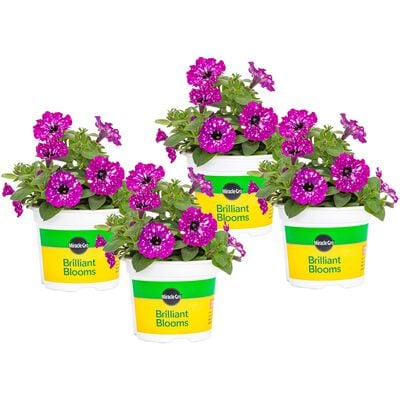 Miracle-Gro® Brilliant Blooms™ Electric Purple Sky Petunia