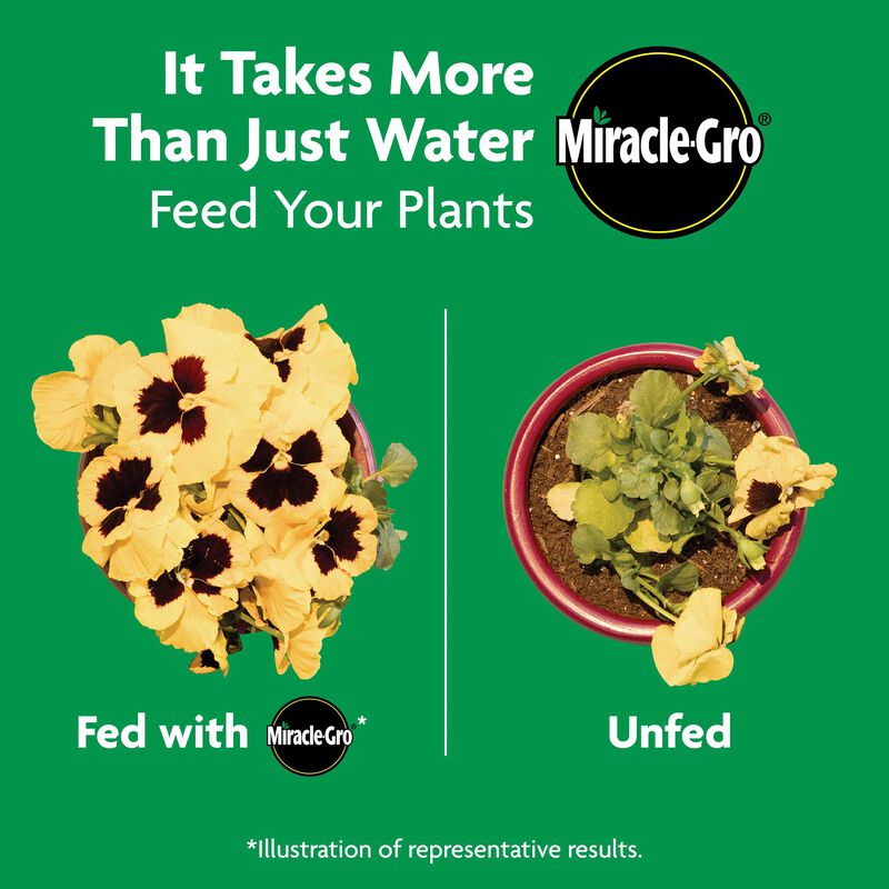 Miracle-Gro® Shake 'n Feed Rose & Bloom Plant Food image number null