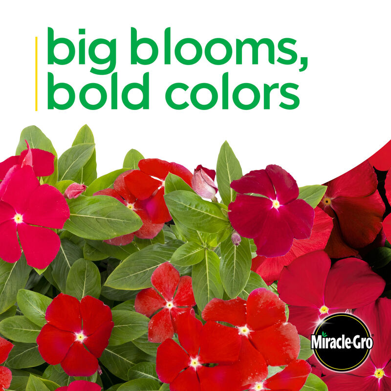 Miracle-Gro® Brilliant Blooms™ Cherry Vinca image number null