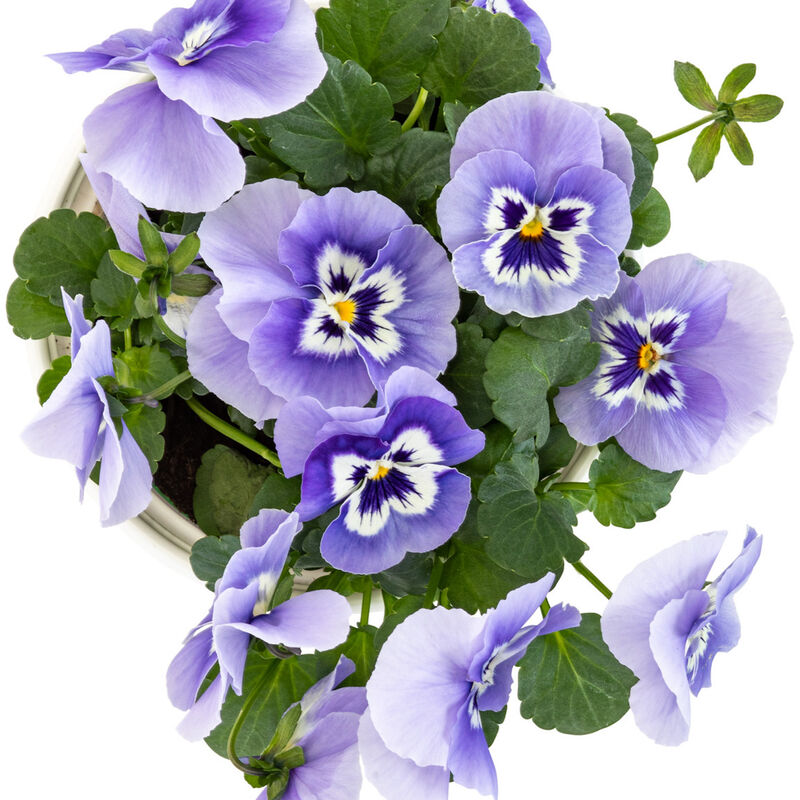 Miracle-Gro® Brilliant Blooms™ Marina Pansy image number null
