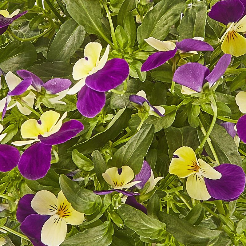 Miracle-Gro® Brilliant Blooms™ Yellow & Midnight Bicolor Violaa image number null