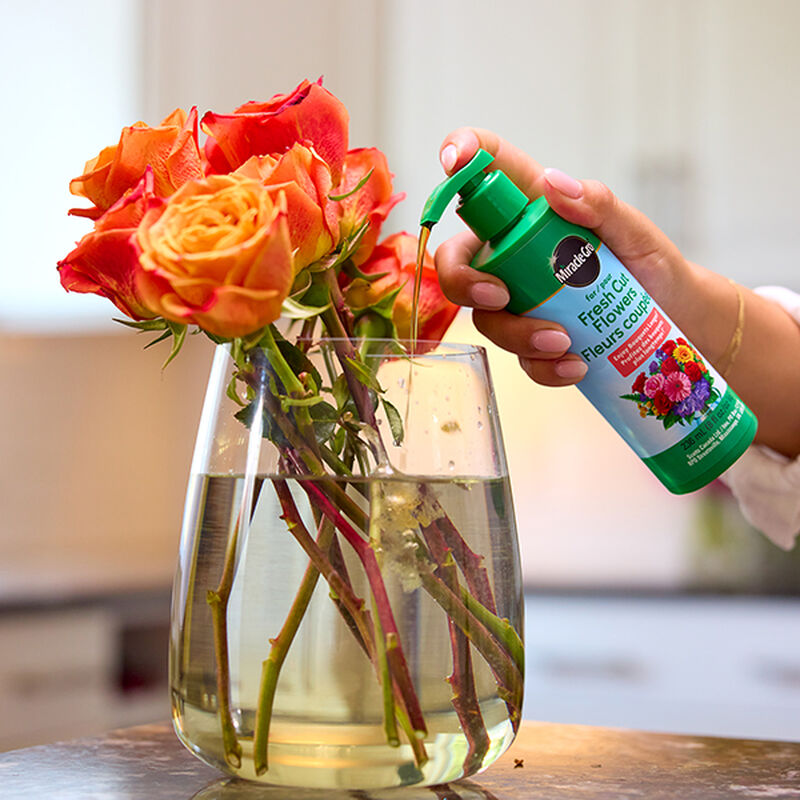 Miracle-Gro® for Fresh Cut Flowers image number null
