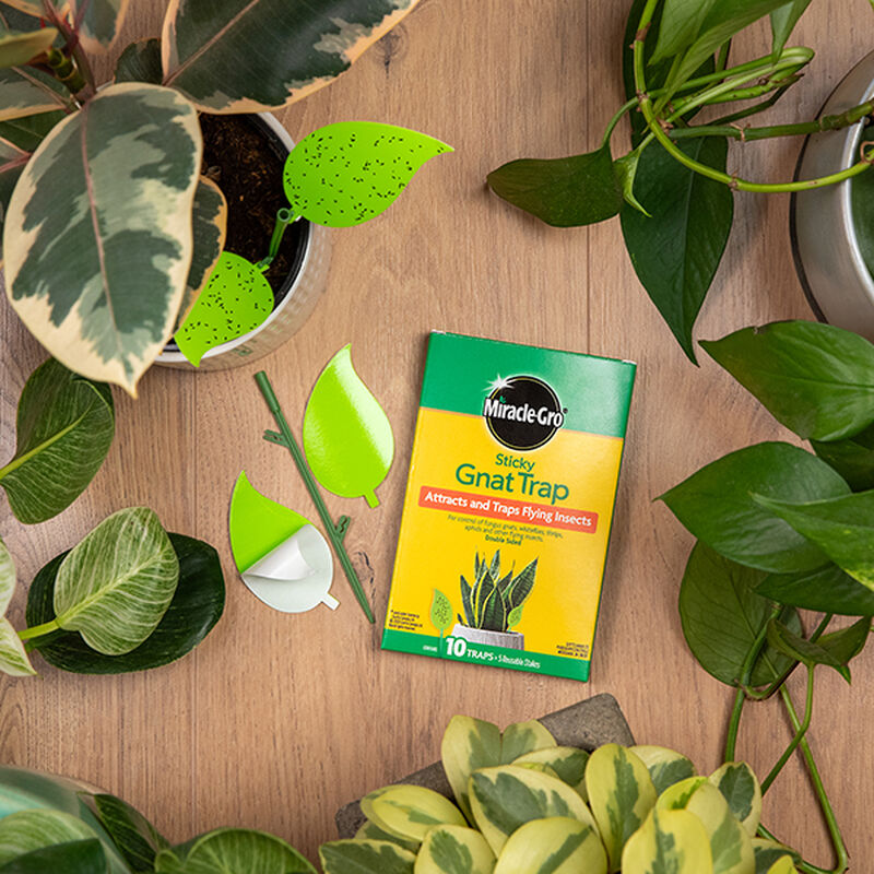 Miracle-Gro® Sticky Gnat Trap image number null
