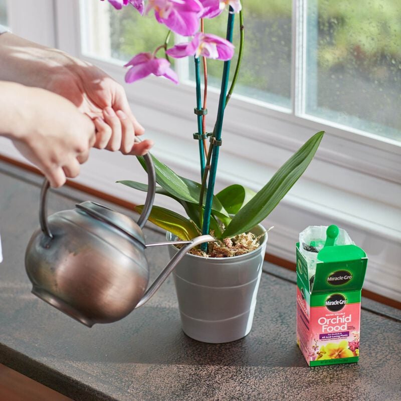 Miracle-Gro® Water Soluble Orchid Food image number null