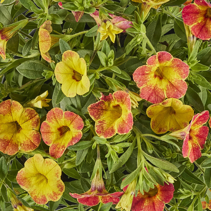 Miracle-Gro® Brilliant Blooms™ Orange & Yellow Calibrachoa image number null