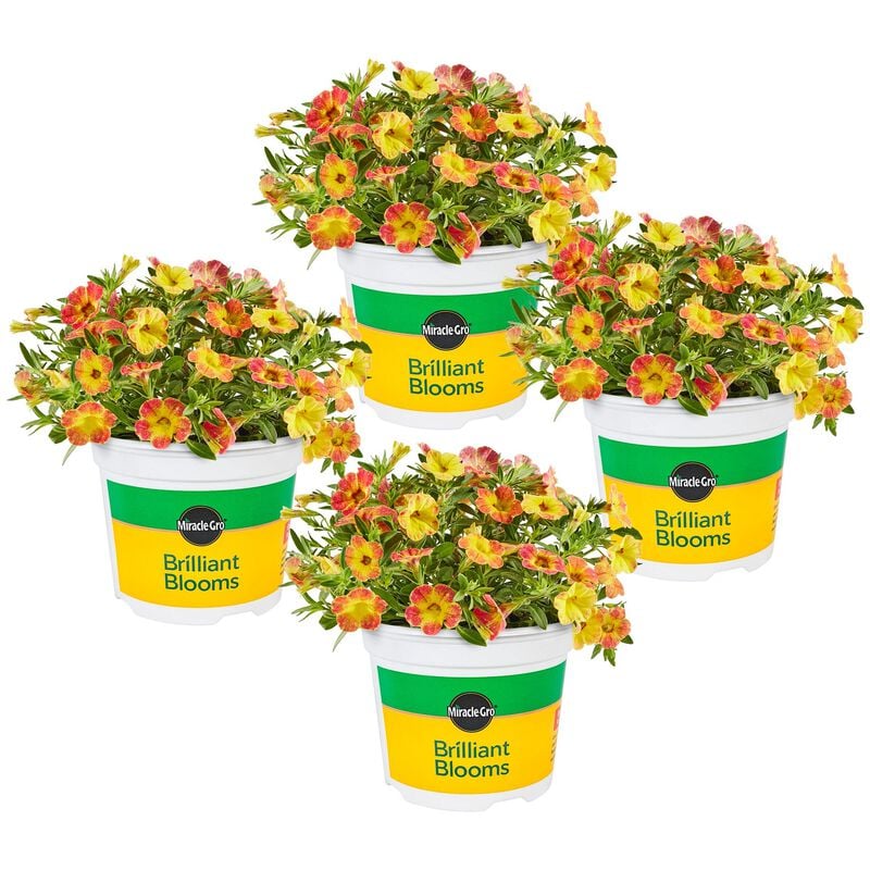 Miracle-Gro® Brilliant Blooms™ Orange & Yellow Calibrachoa image number null