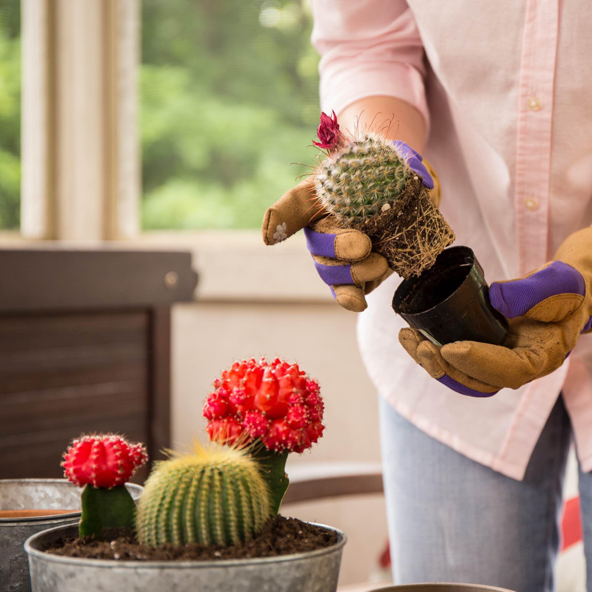 Miracle Gro Cactus Palm Citrus Potting Mix Miracle Gro