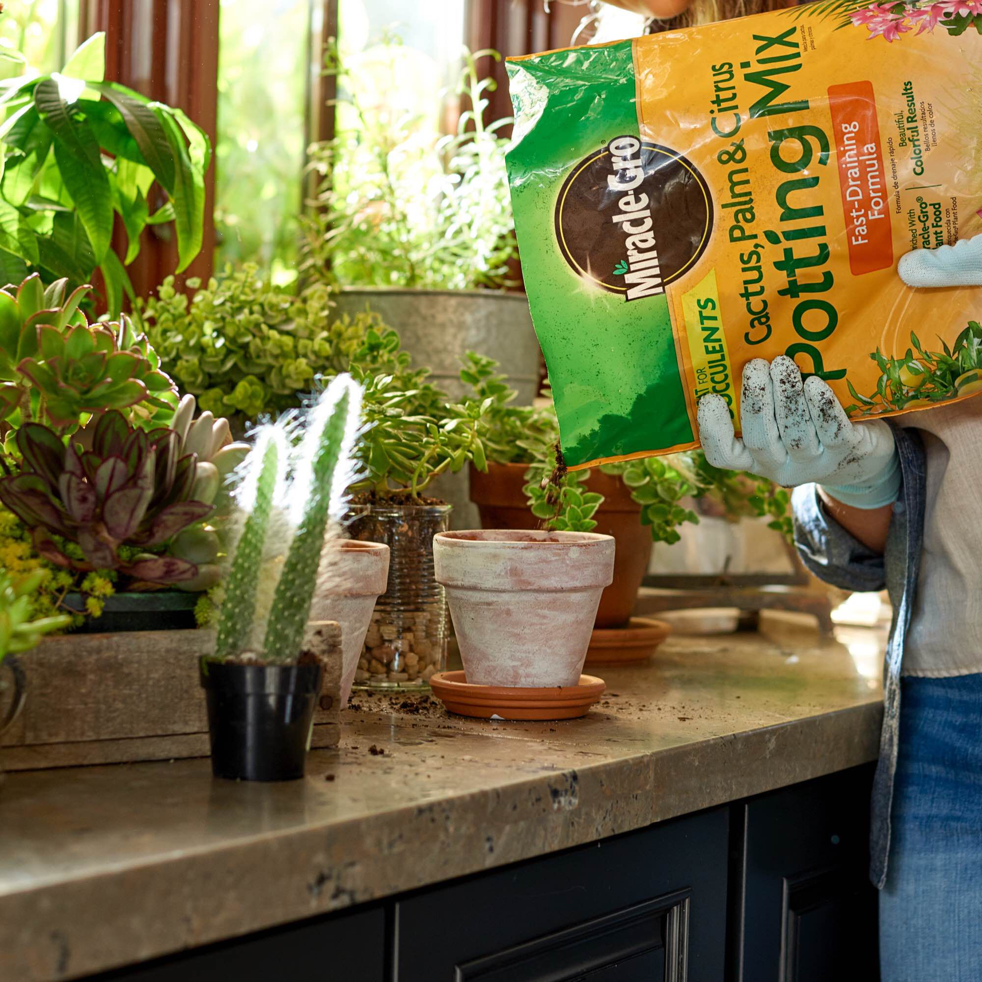 Miracle gro cactus soil deals