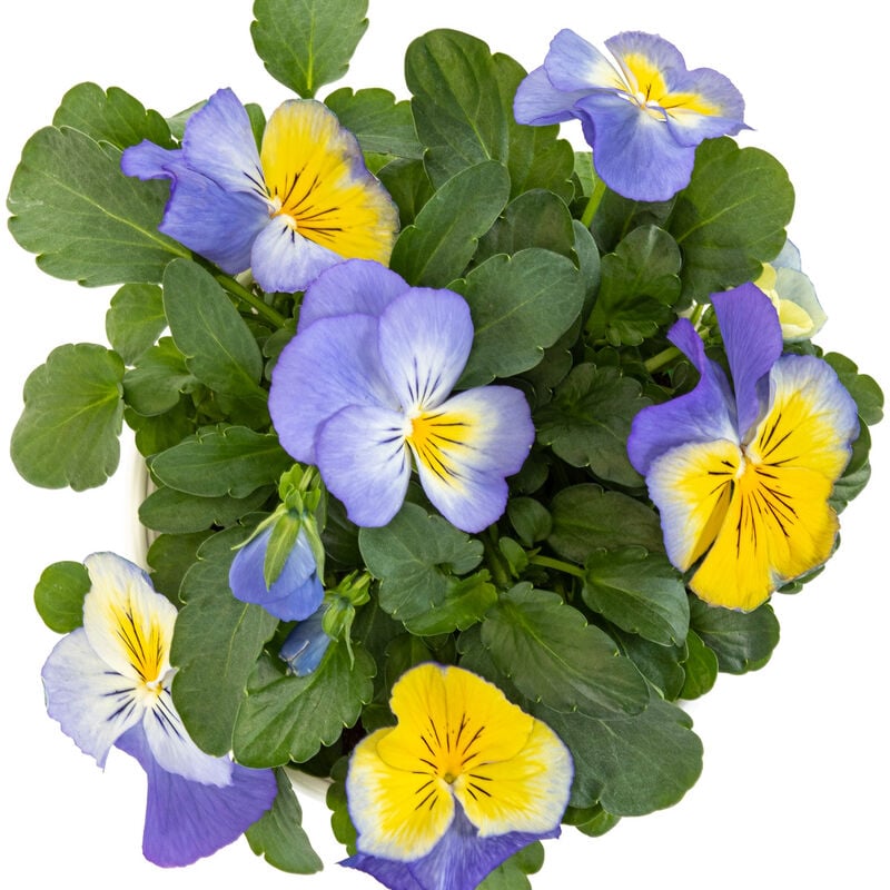 Miracle-Gro® Brilliant Blooms™ Pansy Blue & Yellow image number null