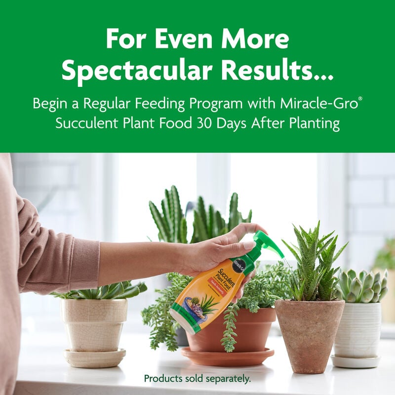Miracle-Gro® Cactus, Palm & Citrus Potting Mix image number null