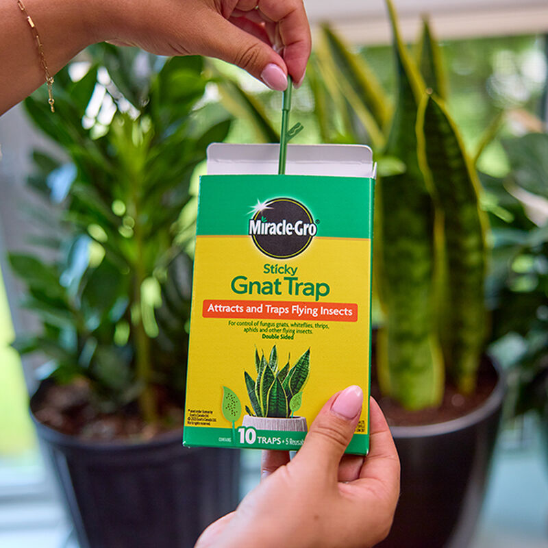 Miracle-Gro® Sticky Gnat Trap image number null
