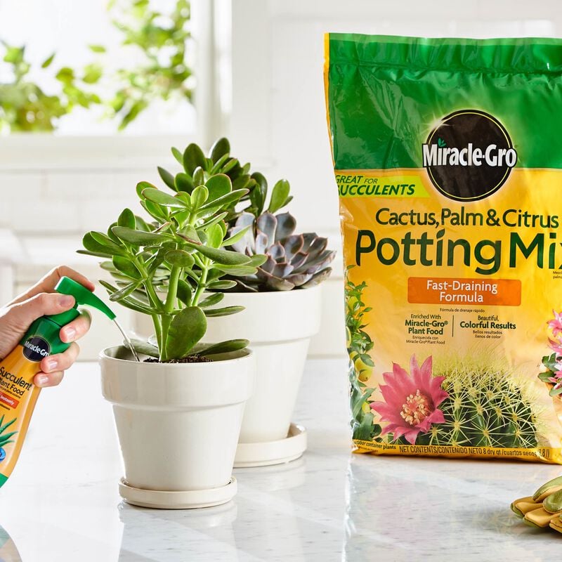 Miracle-Gro® Cactus, Palm & Citrus Potting Mix and Miracle-Gro® Succulent Plant Food image number null
