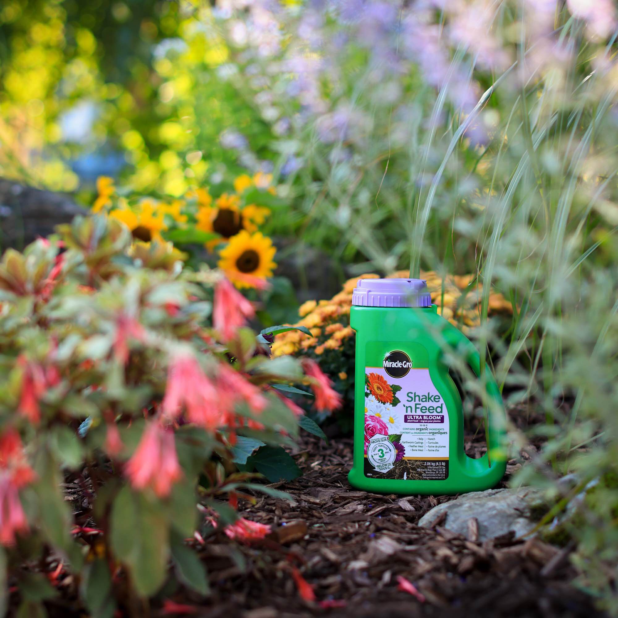 Miracle gro on sale shake and feed