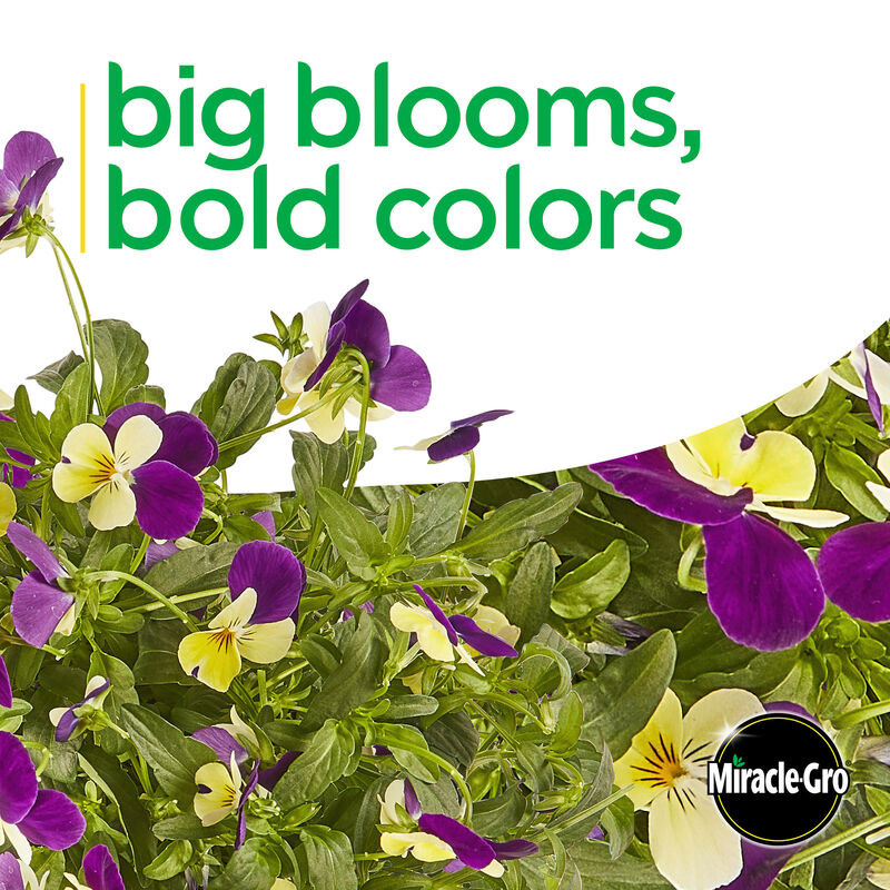 Miracle-Gro® Brilliant Blooms™ Yellow & Midnight Bicolor Violaa image number null