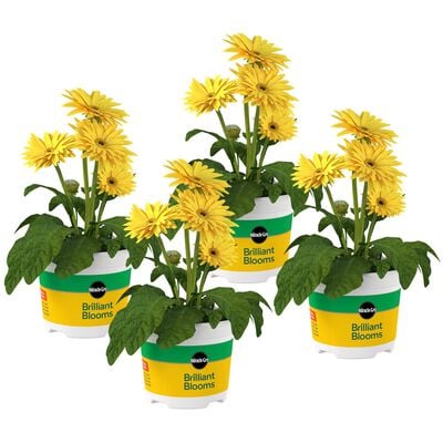 Miracle-Gro® Brilliant Blooms™ Gerbera Daisy Yellow Dark Center