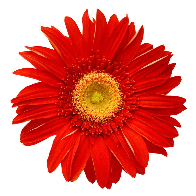 Miracle-Gro® Brilliant Blooms™ Daisy Red Gerbera image number null