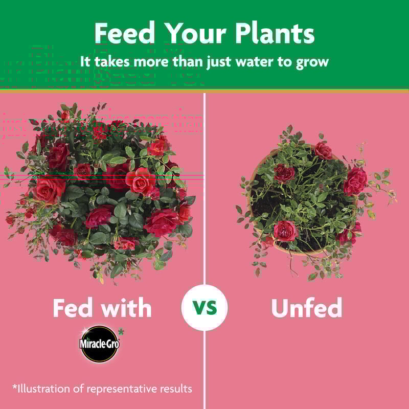 Miracle-Gro® Water Soluble Rose Plant Food image number null