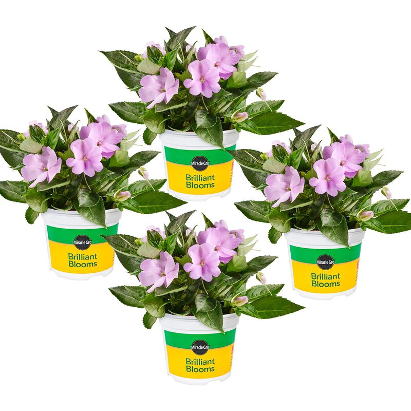 Miracle-Gro® Brilliant Blooms™ Orchid Blush SunPatiens® image number null
