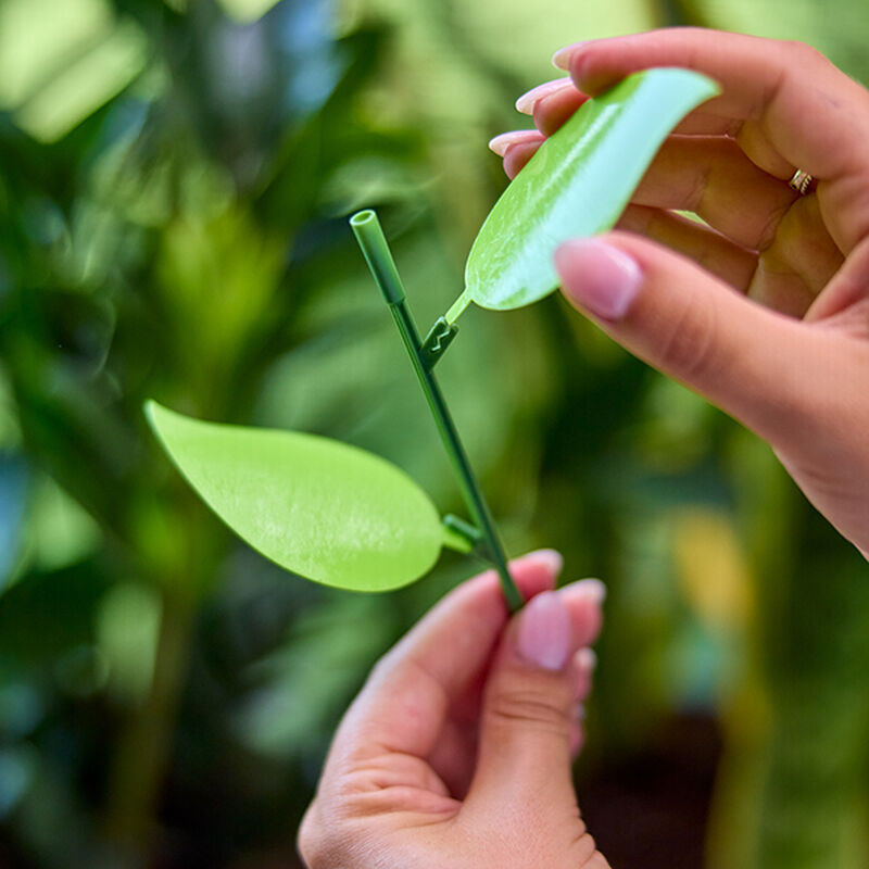 Miracle-Gro® Sticky Gnat Trap image number null