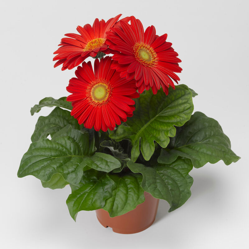 Miracle-Gro® Brilliant Blooms™ Daisy Red Gerbera image number null
