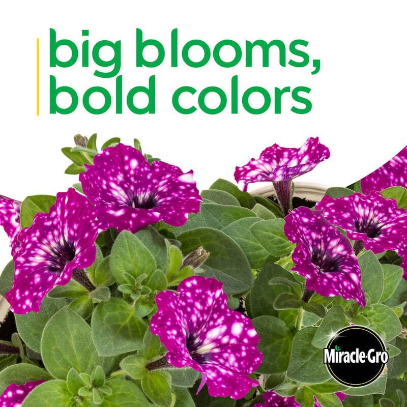 Miracle-Gro® Brilliant Blooms™ Electric Purple Sky Petunia image number null