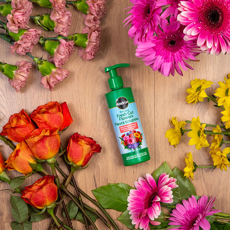 Miracle-Gro® for Fresh Cut Flowers image number null