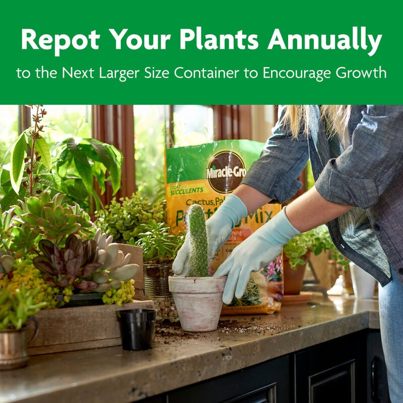 Miracle-Gro® Cactus, Palm & Citrus Potting Mix image number null
